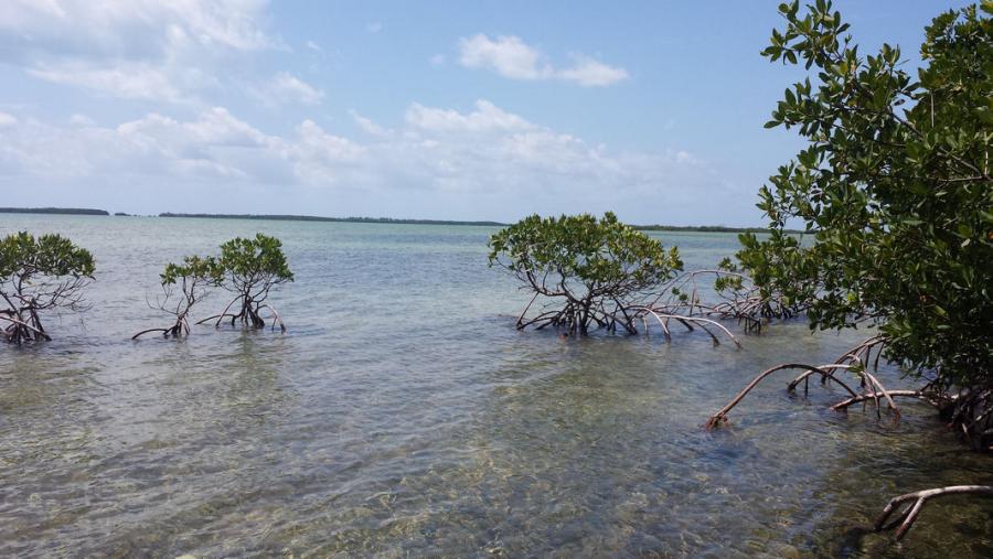 Floridas Mangroves Florida Department Of Environmental Protection 2939